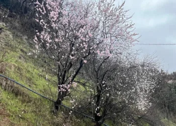 Artvin’de meyve ağaçları çiçek açtı