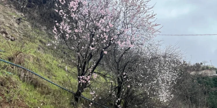 Artvin’de meyve ağaçları çiçek açtı