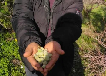 Kara kışta badem sürprizi