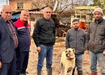 Söke Ovası’nda yağış sonrası zarar tespit çalışmaları