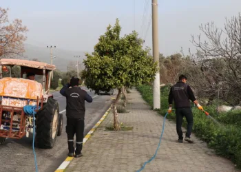 Bozdoğan’da yabani ot mücadelesi