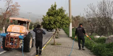 Bozdoğan’da yabani ot mücadelesi