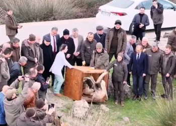 Yaralı pelikanlar tedavilerinin ardından doğaya salındı