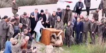 Yaralı pelikanlar tedavilerinin ardından doğaya salındı