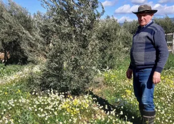 Sarıgöl’de şubat ayında yalancı bahar yaşanıyor