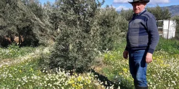 Sarıgöl’de şubat ayında yalancı bahar yaşanıyor