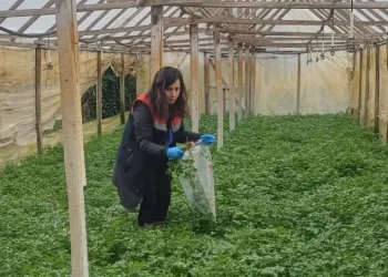 Kışlık sebzeler hasat öncesi denetimden geçiyor