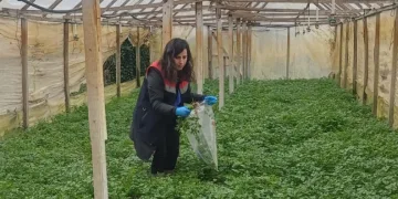 Kışlık sebzeler hasat öncesi denetimden geçiyor