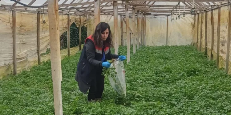 Kışlık sebzeler hasat öncesi denetimden geçiyor