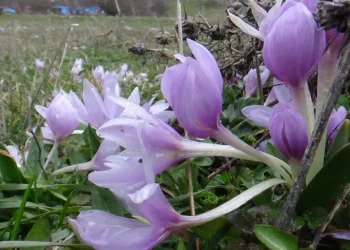 Bolu’da baharın müjdecisi çiğdemler çiçek açtı