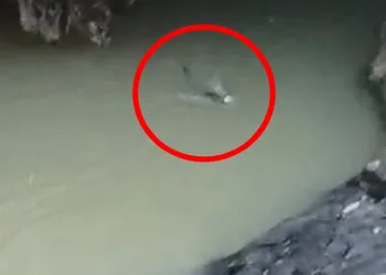 Karakoçan’da su samurları görüntülendi