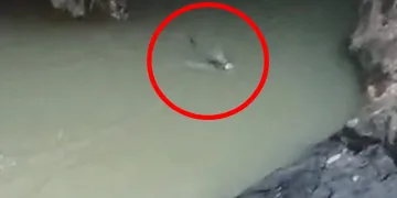Karakoçan’da su samurları görüntülendi