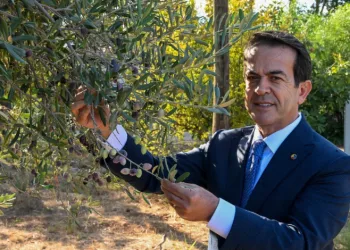 Antalya zeytinyağını markalaştıracak 30 öneri