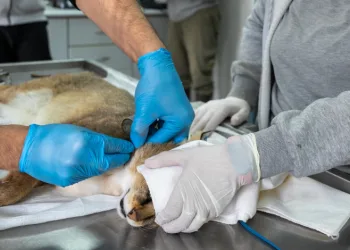 Ağır yaralı bulunan saz kedisi, sağlıklı şekilde doğaya salındı