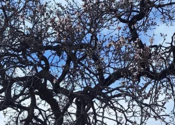 Ergani’de badem ağaçları erken çiçek açtı