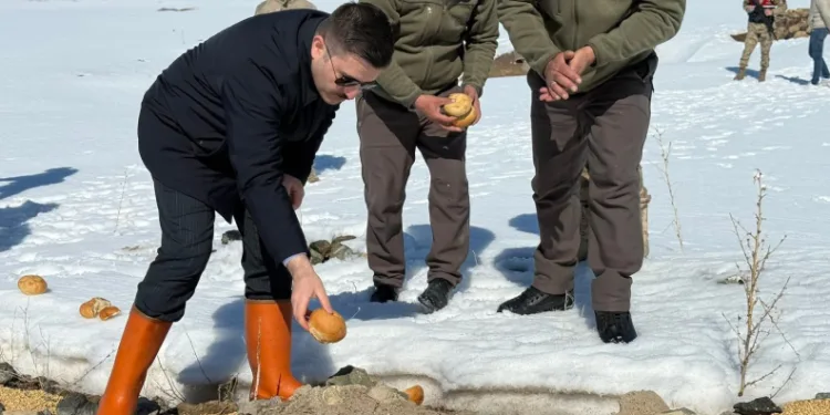 Özalp ilçesinde doğaya yem bırakıldı