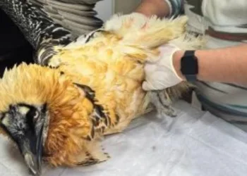 Artvin’de sakallı akbaba tedavisinin ardından yeniden doğaya salındı