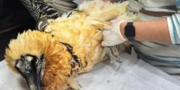 Artvin’de sakallı akbaba tedavisinin ardından yeniden doğaya salındı