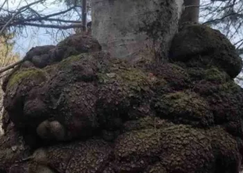 Ormanın kalbindeki ağaç yumrusu görenleri hayrete düşürdü