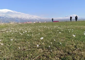 Bitlis’te kardelen ve çiğdemler açtı