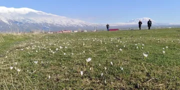 Bitlis’te kardelen ve çiğdemler açtı