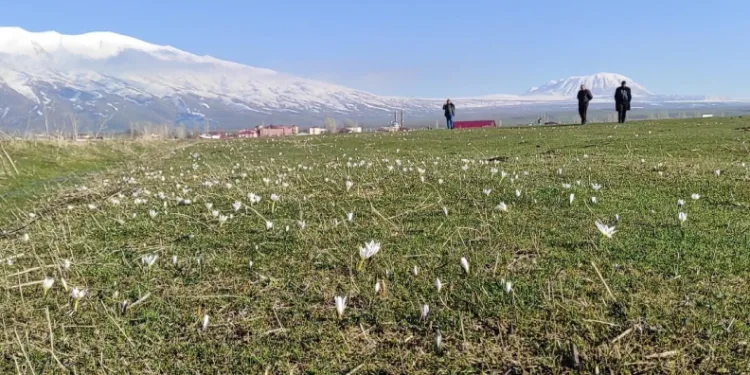 Bitlis’te kardelen ve çiğdemler açtı