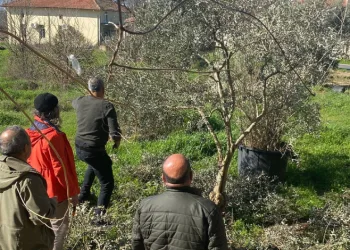 Menteşe’de zeytin ağaçları mercek altında