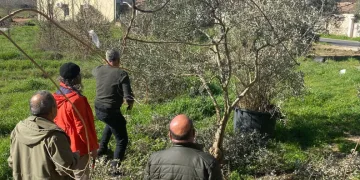 Menteşe’de zeytin ağaçları mercek altında