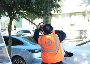 Düzce Belediyesi ağaçları bahara hazırlıyor