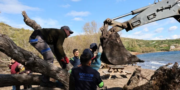 Fırtınada devrilen Ilgın ağaçları yeniden toprakla buluşuyor