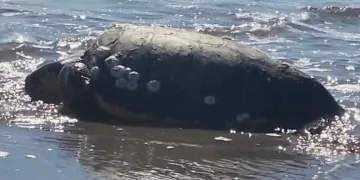 Gökçeada’da kıyıya vuran caretta caretta vatandaşların yardımıyla denizle buluştu
