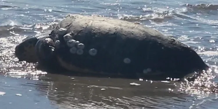 Gökçeada’da kıyıya vuran caretta caretta vatandaşların yardımıyla denizle buluştu