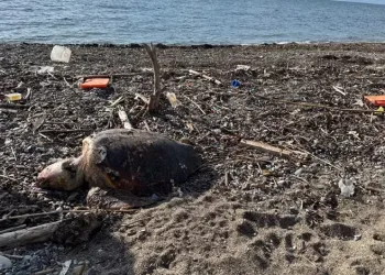 Ayvacık’ta ölü caretta caretta sahile vurdu