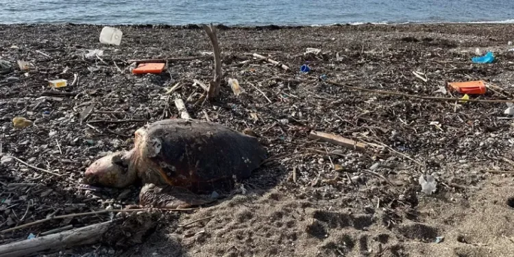 Ayvacık’ta ölü caretta caretta sahile vurdu