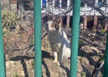 Falezlerde mahsur kaldığı sanılan kedilerin keyfi ‘ihbarla’ son buldu