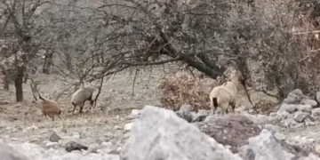 Malatya’da sürü halindeki yaban keçileri görüntülendi