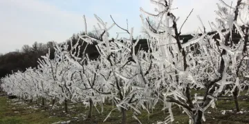 Bolu’da soğuk hava ağaçları dondurdu