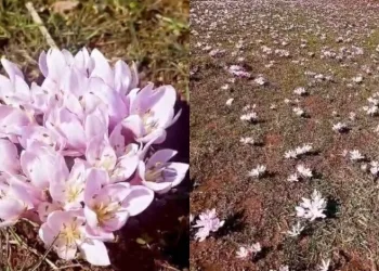 Pülümür Vadisi’nde çiğdemler yalancı bahara aldandı