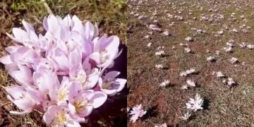 Pülümür Vadisi’nde çiğdemler yalancı bahara aldandı