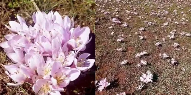 Pülümür Vadisi’nde çiğdemler yalancı bahara aldandı