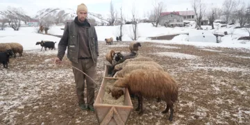 Muş’ta kış ve bahar aynı anda yaşanıyor