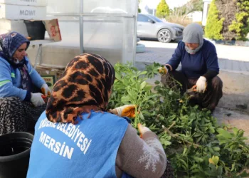 Akdeniz Belediyesi seralarda bitki üretimini arttırdı