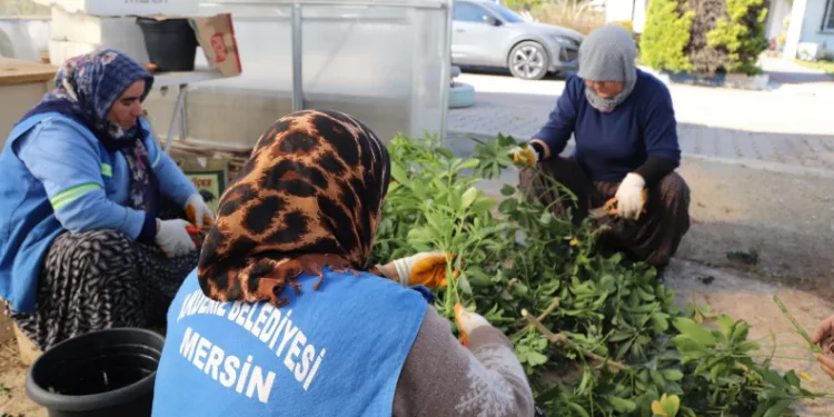Akdeniz Belediyesi seralarda bitki üretimini arttırdı