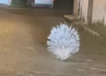 Yenipazar’da nesli tükenmekte olan oklu kirpi kameraya yansıdı