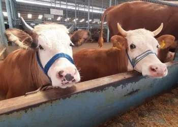 Söke’de şap hastalığı söndü, kısıtlama kaldırıldı