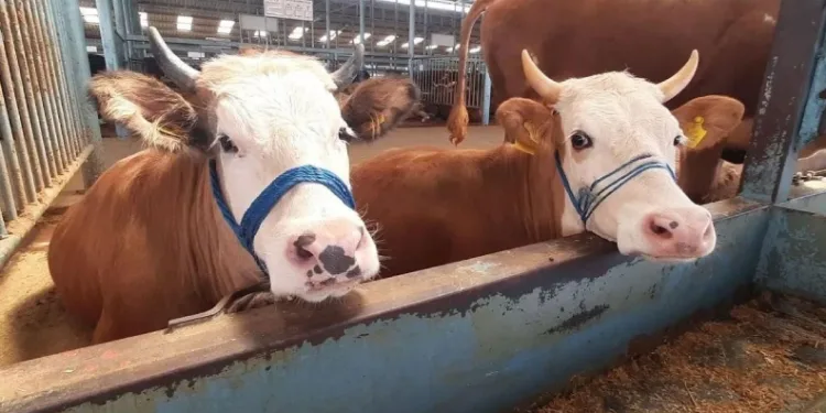 Söke’de şap hastalığı söndü, kısıtlama kaldırıldı