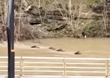 Filyos Çayı’nı yüzerek geçen yaban domuzları kamerada