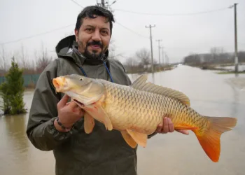 Meriç Nehri taştı, tarlada canlı sazan yakalandı