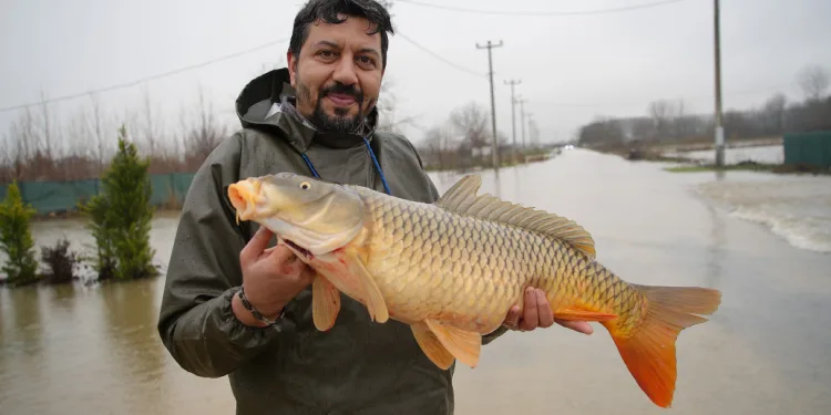 Meriç Nehri taştı, tarlada canlı sazan yakalandı