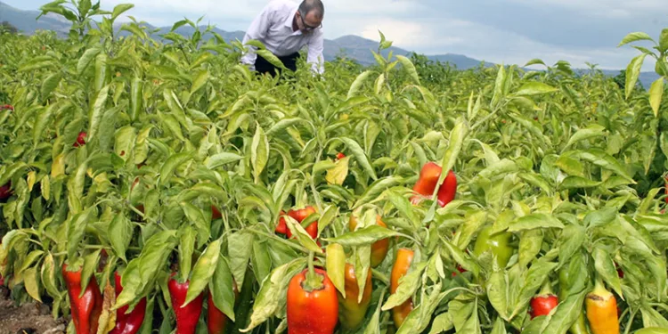 Bursa’da gökkuşağı mest etti